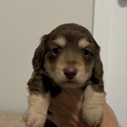 Marley - Fawn (isabella) and tan male Dachshund puppy in Lawrenceville, Georgia from Chivi Paws