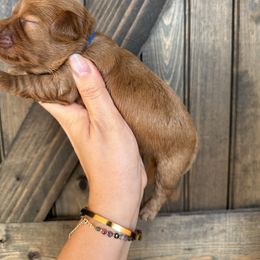 Clover - Red male Cavapoo puppy in Spring Hill, Florida from Parisian Puppies