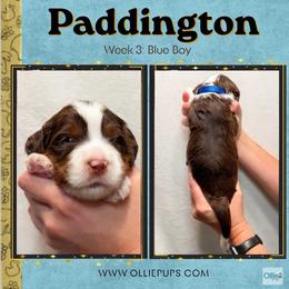 Paddington (Blue Boy) - Tri-color male Bernedoodle puppy in Boiling Springs, South Carolina from OlliePups, LLC