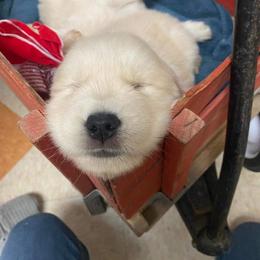 English Setter, Golden Retriever, and Gordon Setter Puppies from Katherine Lirette