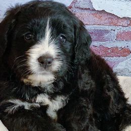 Bernedoodle and Bernese Mountain Dog Puppies from Bernedoodle.do
