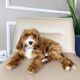 Milo - Red male Cavapoo puppy in Melissa, Texas from Southern Love Cavapoos & Maltipoos