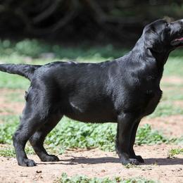 Labrador Retriever Puppies from Rycroft Labradors