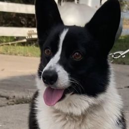 Amelia - Pembroke Welsh Corgi