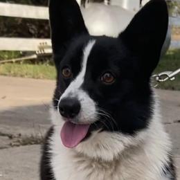 Amelia - Pembroke Welsh Corgi