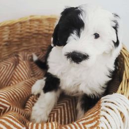 Bernedoodles and Sheepadoodles from Salt & Snow Pups