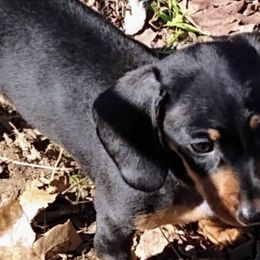 Dachshunds from DANIELLE HURT