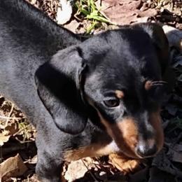 Dachshunds from DANIELLE HURT