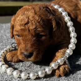 Baby 3 - Red  female Poodle puppy in Rocky Top, Tennessee from WayMakers Papillons & Poodles