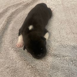 Blue - Black male Akita puppy in Las Vegas, Nevada from Ishikawa Akita's