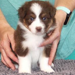 Liberty - Red tri-color female Australian Shepherd puppy in Marshall, Indiana from Larkwood Australian Shepherds