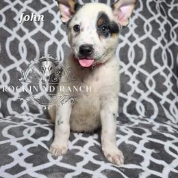 John - Blue male Australian Cattle Dog puppy in Silsbee, Texas from Rockin ND Ranch