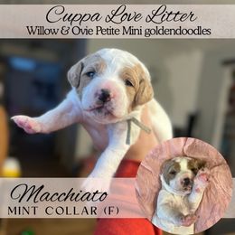 MACCHIATO - Parti female Goldendoodle puppy in Watertown, New York from True Friend Doodles