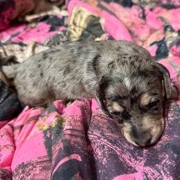 Dapple girl - Dapple female Dachshund puppy in Palm Coast, Florida from Michelle’s Mini Dachshunds