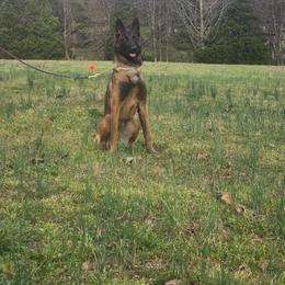 NYXIE - Black sable female Belgian Malinois puppy in Paragould, Arkansas from DANGER CLOSE MALINOIS
