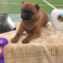 Brussels Griffon All Grown Up from Charming Brussels Griffon