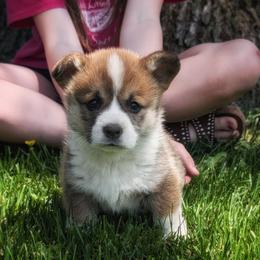 Roxanne - Sable female Pembroke Welsh Corgi puppy in Coleman, Michigan from Salt Creek Farm Dogs