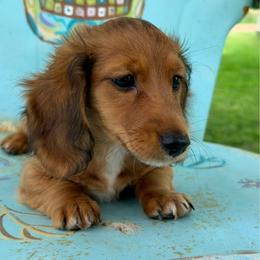 Lottie - Red female Dachshund puppy in Brenham, Texas from 1 Moore Dachshund