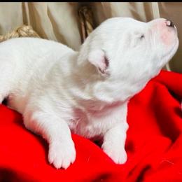 Lumi Snowe - White male Siberian Husky puppy in Atlanta, Georgia from Lobban Huskies