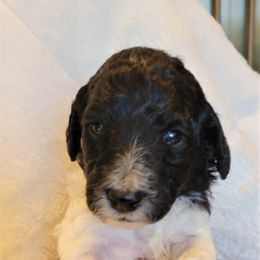 Poodle Puppies from Chapel Hill Poodles