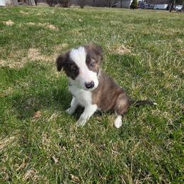 Brody - Brindle male Border Collie puppy in Gary, Indiana from Lake Ridge Border Collies