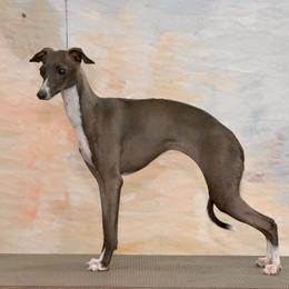 Vixen - Italian Greyhound