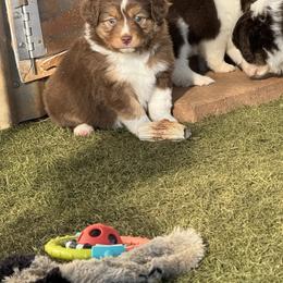 Girl 1 - Red tri-color female Miniature American Shepherd puppy in Cache, Oklahoma from Southern Charm Mini Aussies