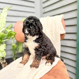 Capri Sun - Tri-color male Bernedoodle puppy in Buda, Illinois from Hamilton Farm Doodles