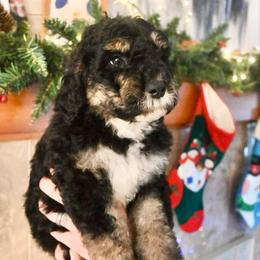 Dasher - black tri - Phantom male Bernedoodle puppy in Lookout, California from Remington Kennels, LLC