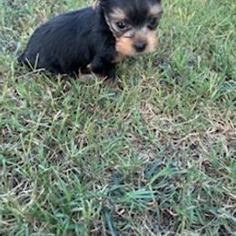 Ollie - Blue and gold male Yorkshire Terrier puppy in Bee Branch, Arkansas from Fox Ridge Kennels