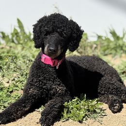 Jade - Poodle
