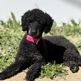 Jade - Poodle