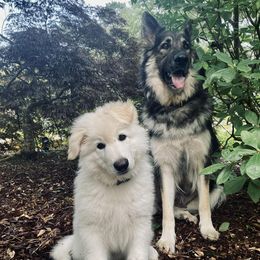 Shiloh Shepherds from Far Field Shilohs