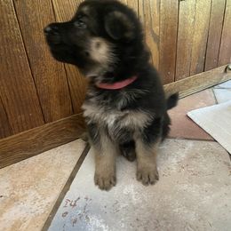 German Shepherd Puppies from Osborn's Country German Shepherds