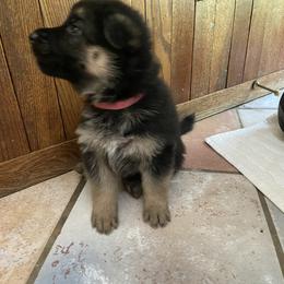 German Shepherd Puppies from Osborn's Country German Shepherds