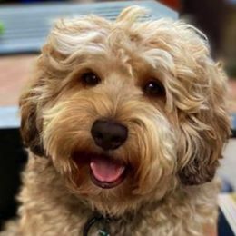 Labradoodles from Delta Breeze Labradoodles