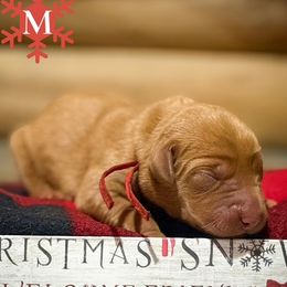 Boy 3 - male Labrador Retriever puppy in Franklin, Virginia from Oak Hollow Retrievers