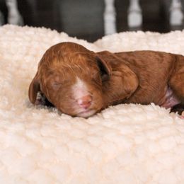 Max - Red  male Goldendoodle puppy in Warsaw, Ohio from Lovabledoodles