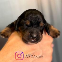 Mount Rainier - Black and tan male Dachshund puppy in Bonney Lake, Washington from HP Dachs