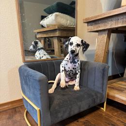 Edmund - White and black male Dalmatian puppy in Mount Vernon, Missouri from Spots & Spirals