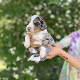 Australian Labradoodle and Bernedoodle Puppies from The Poodle Co. Raising Doodles & Poodles