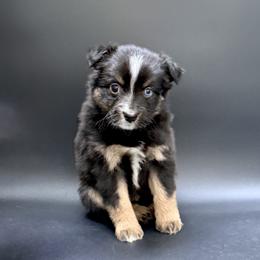 Mercedes - Black tri female Miniature Australian Shepherd puppy in Covington, Pennsylvania from Rigas Mini Aussies LLC