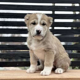 Zadira - Fawn female Central Asian Shepherd Dog puppy in Island City, Oregon from Alabaivalley