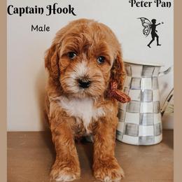 Captain Hook - Red  male Goldendoodle puppy in Hilton, New York from The House of Goldendoodle