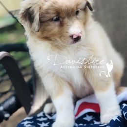 Australian Shepherd Puppies from Davishire Australian Shepherds