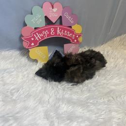 Nugget - Silver gold and white male Shih Tzu puppy in Tenino, Washington from Fantasy Realm Shih Tzus