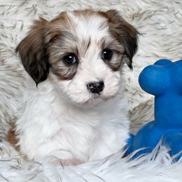 Havanese and Pug Puppies from Casa Blanca Pugs & Mardi Gras Havanese