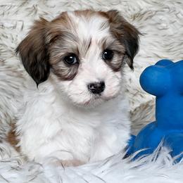 Havanese and Pug Puppies from Casa Blanca Pugs & Mardi Gras Havanese