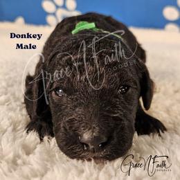 Donkey - Black male Labradoodle puppy in Peyton, Colorado from Grace N Faith Doodles