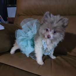 Hunnibunnies Tianna - Chocolate merle female Pomeranian puppy in Cleveland, Ohio from Hunnibunnies